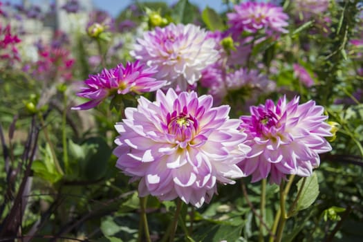 Beautiful colorful flower garden with various flowers