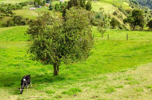 A lone cow and tree in the Colombian countryside in Cundinamarca, Colombia