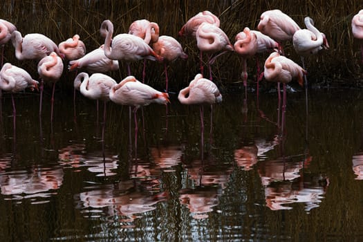 Resting Flamingo group in water with reflection