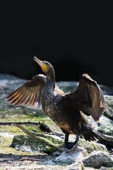 Great cormorant or Phalacrocorax carbo spreading wings