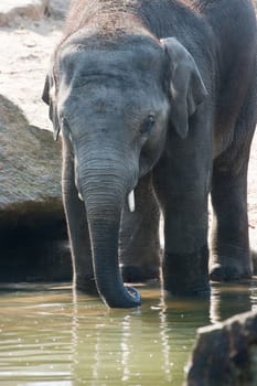 Young asian elephant or Elephas maximus playing in water