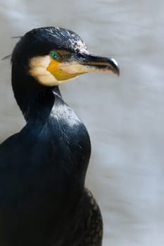 Great cormorant or Phalacrocorax carbo at the waterside