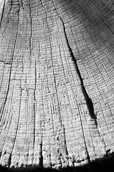 Abstract background wood tree trunk in black and white with annual rings
