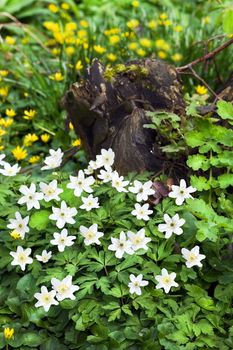 Tree stump in forest with blooming Wood Anemone en Lesser celandine flowers in spring