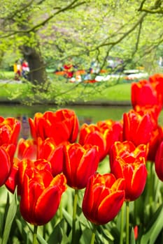 Park in spring with beautiful orange-red tulips