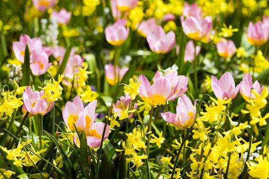 Colorful little pink and yellow tulips and daffodils in spring