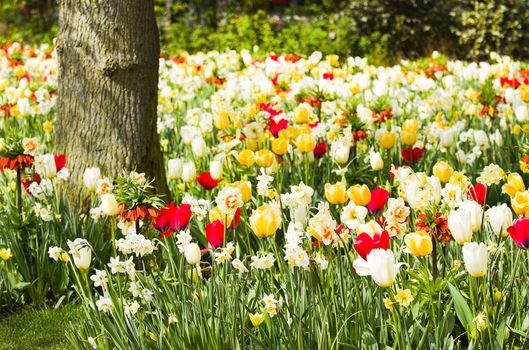 Tulips, daffodils and Imperial Crowns blooming under a tree in spring - horizontal