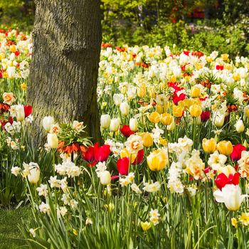 Tulips, daffodils and Imperial Crowns blooming under a tree in spring - square