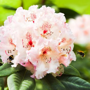 Pink Rhododendron flowers with bumble bees in spring - square