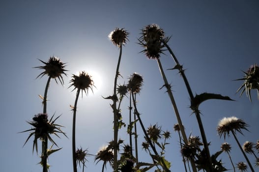 Silhouette Dried Flowers with Thorns in the Desert