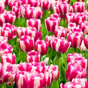 Natural spring flowers background pink and white striped tulips - square