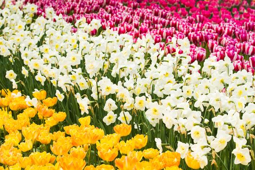Fields with colorful pink, white and yellow tulips and daffodils in spring