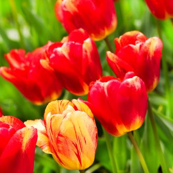 spring flowers background red and yellow tulips