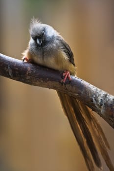 Little brown Mousebird with long tail feathers on branch brown background