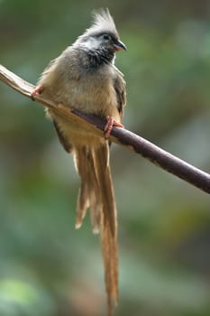 Little brown Mousebird with long tail feathers on branch green background