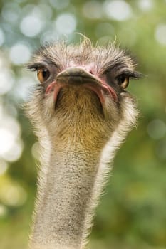 Ostrich or Struthio camelus head with autumn colors in background - vertical