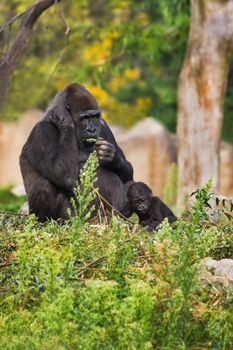 Female gorilla relaxing and eating with kid - vertical