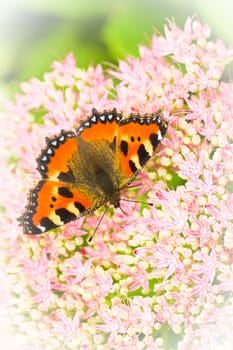 Small tortoiseshell butterfly or Aglais urticae on Sedum flowers in late summer - vertical