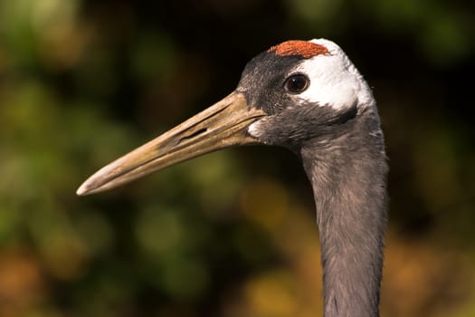 Red-crowned Japanese crane head in side angle view with autumn colors in background