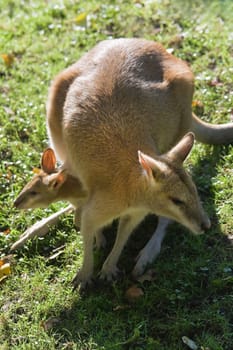 Funny image of female wallaby with joey in pouch seen from above - vertical