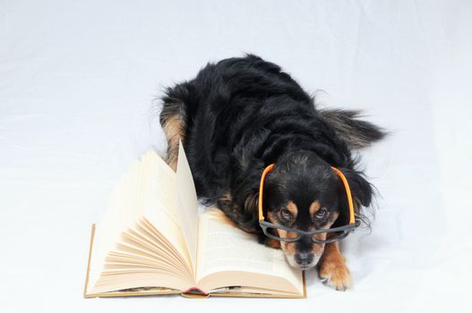 One intelligent Black Dog Reading a Book on White Background