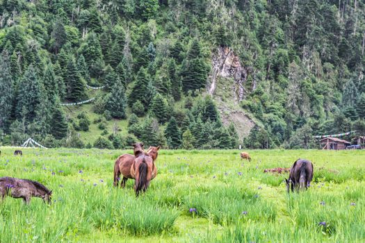 Scenic view of wild horses and cows in a open grass field