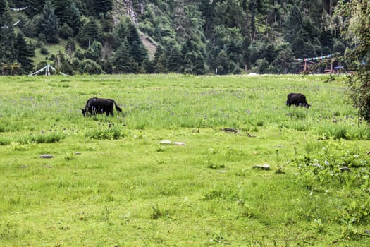 Scenic view of wild horses and cows in a open grass field