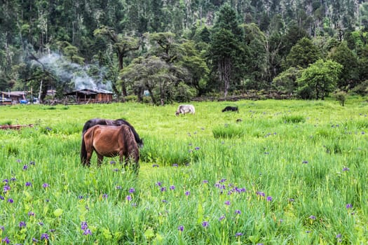 Scenic view of wild horses and cows in a open grass field