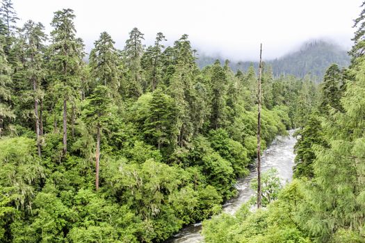 Stream of river flowing through forest during a foggy day