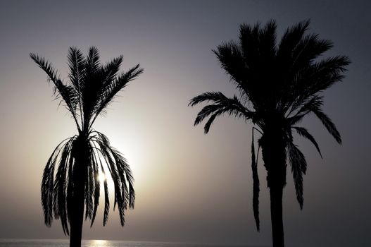 Silhouetted Palm Near The Atlantic Ocean At Sunset In Canary Islands