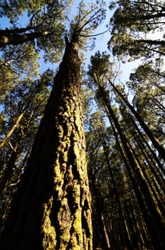 Very High Pine Wood Forest on a Sunny Day