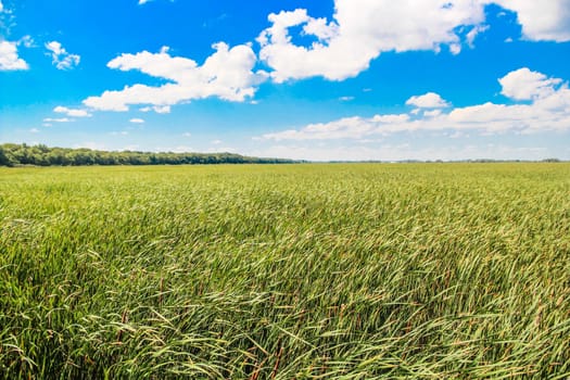 Landscape view of a field of grass during a sunny summer day 