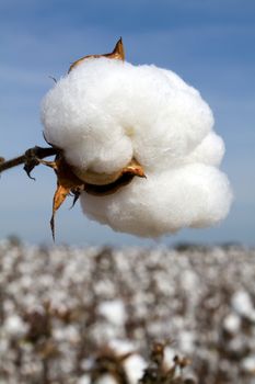 Cotton boll in a field ready to be harvested.