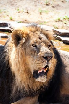 King of animals - African male lion in zoo