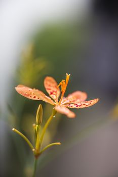 Close-up of a blooming orange orchid flower