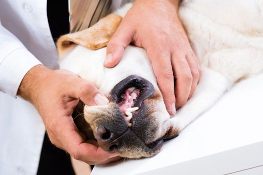 Photo veterinarian checks the teeth of a dog that is on the table
