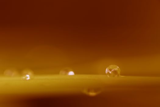 Raindrops on a leaf in warm sunset colors