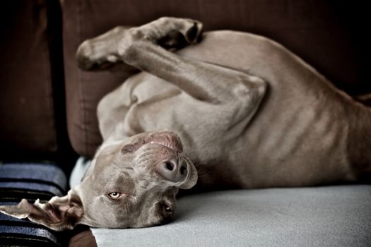 Adorable funny dog chilling out belly up