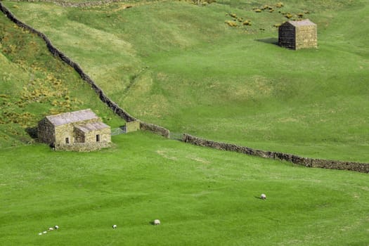 Traditional sheep farm in Scotland with green meadows and stone houses