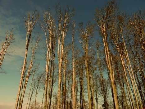 Forest of leafless tall poplar trees 