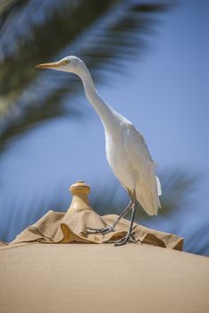 The Cattle Egret (Bubulcus ibis) is a cosmopolitan species of heron (family Ardeidae) found in the tropics, subtropics and warm temperate zones. The picture is shot in April 2013 while we were on holiday in Egypt, Sharm el Sheik.