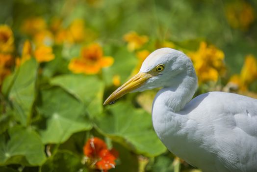 The Cattle Egret (Bubulcus ibis) is a cosmopolitan species of heron (family Ardeidae) found in the tropics, subtropics and warm temperate zones. The picture is shot in April 2013 while we were on holiday in Egypt, Sharm el Sheik.