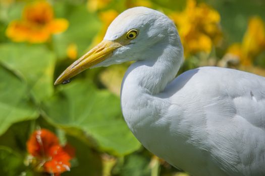 The Cattle Egret (Bubulcus ibis) is a cosmopolitan species of heron (family Ardeidae) found in the tropics, subtropics and warm temperate zones. The picture is shot in April 2013 while we were on holiday in Egypt, Sharm el Sheik.