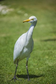 The Cattle Egret (Bubulcus ibis) is a cosmopolitan species of heron (family Ardeidae) found in the tropics, subtropics and warm temperate zones. The picture is shot in April 2013 while we were on holiday in Egypt, Sharm el Sheik.
