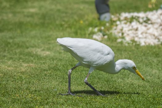 The Cattle Egret (Bubulcus ibis) is a cosmopolitan species of heron (family Ardeidae) found in the tropics, subtropics and warm temperate zones. The picture is shot in April 2013 while we were on holiday in Egypt, Sharm el Sheik.