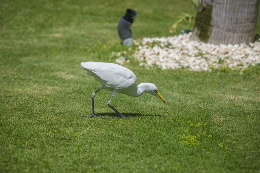 The Cattle Egret (Bubulcus ibis) is a cosmopolitan species of heron (family Ardeidae) found in the tropics, subtropics and warm temperate zones. The picture is shot in April 2013 while we were on holiday in Egypt, Sharm el Sheik.