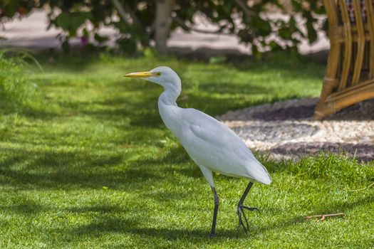 The Cattle Egret (Bubulcus ibis) is a cosmopolitan species of heron (family Ardeidae) found in the tropics, subtropics and warm temperate zones. The picture is shot in April 2013 while we were on holiday in Egypt, Sharm el Sheik.