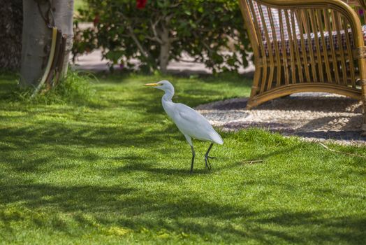 The Cattle Egret (Bubulcus ibis) is a cosmopolitan species of heron (family Ardeidae) found in the tropics, subtropics and warm temperate zones. The picture is shot in April 2013 while we were on holiday in Egypt, Sharm el Sheik.