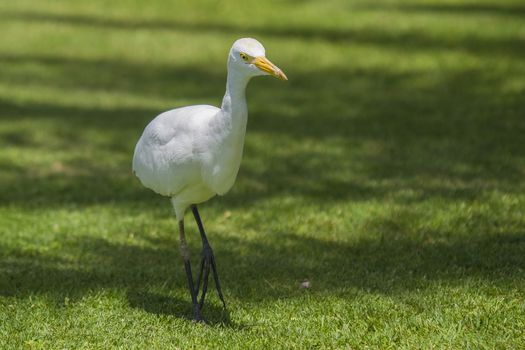 The Cattle Egret (Bubulcus ibis) is a cosmopolitan species of heron (family Ardeidae) found in the tropics, subtropics and warm temperate zones. The picture is shot in April 2013 while we were on holiday in Egypt, Sharm el Sheik.