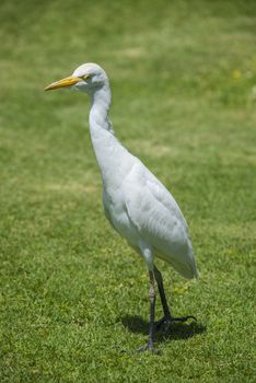 The Cattle Egret (Bubulcus ibis) is a cosmopolitan species of heron (family Ardeidae) found in the tropics, subtropics and warm temperate zones. The picture is shot in April 2013 while we were on holiday in Egypt, Sharm el Sheik.